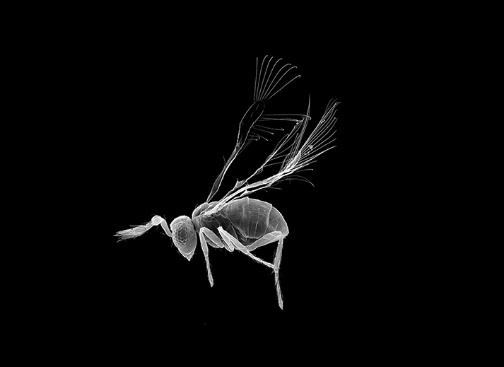 white scan of fly on black background