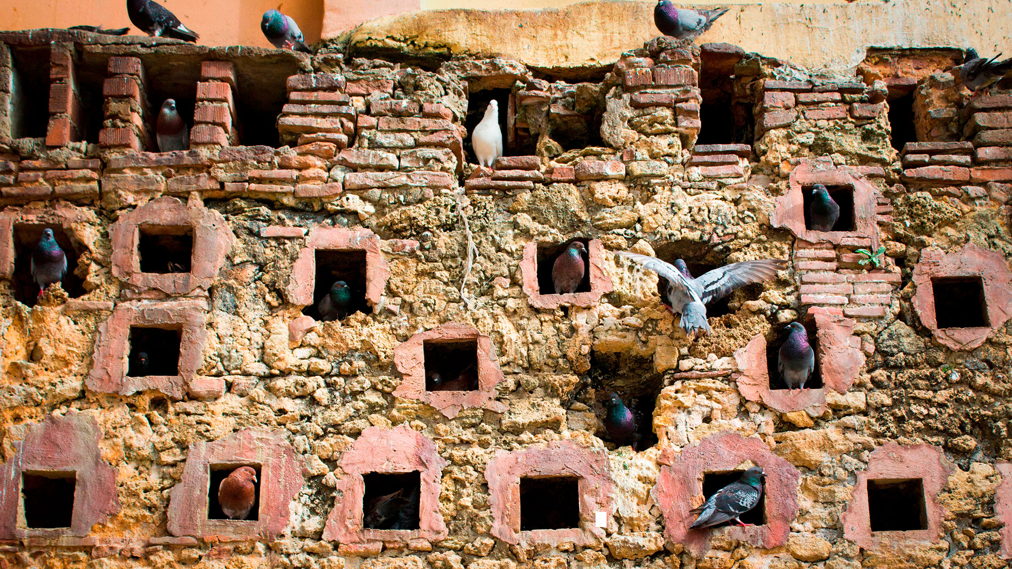 Holes in a brick wall and pigeons flying into and out of them.