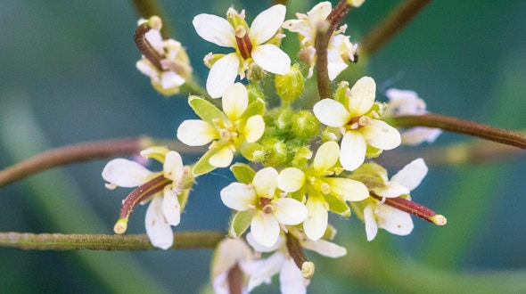 A photo of Arabidopsis thaliana, Thale Cress, showing its small white flowers in bloom.