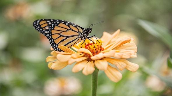 A photo of a monarch butterfly sitting upon an light orange zinnia flower
