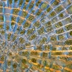 Polarised light micrograph of a Coleochaete sp. green algae colony. Coleochaete algae forms flat, sprawling discs on solid surfaces such as plants or debris in freshwater streams.