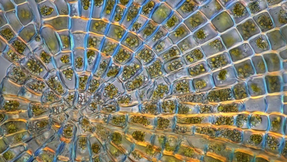 Polarised light micrograph of a Coleochaete sp. green algae colony. Coleochaete algae forms flat, sprawling discs on solid surfaces such as plants or debris in freshwater streams.
