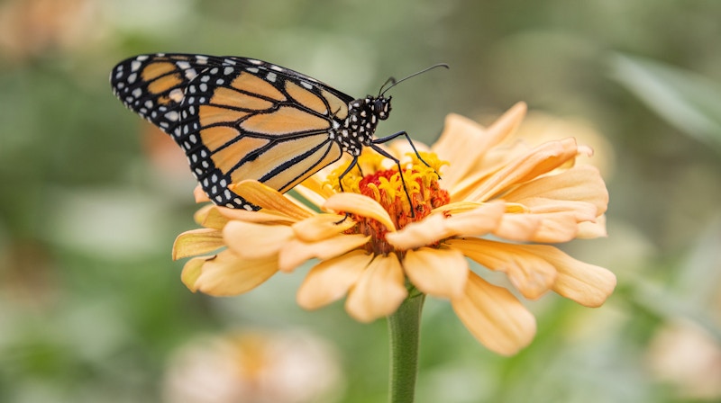 Monarch Butterfly on a light orange zinnia