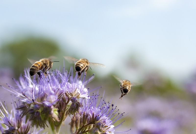 Honey bees flying away from a flower.