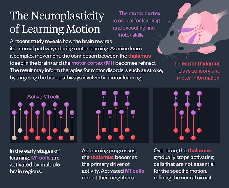 Graphic outlining how the thalamus rewires itself during motor learning