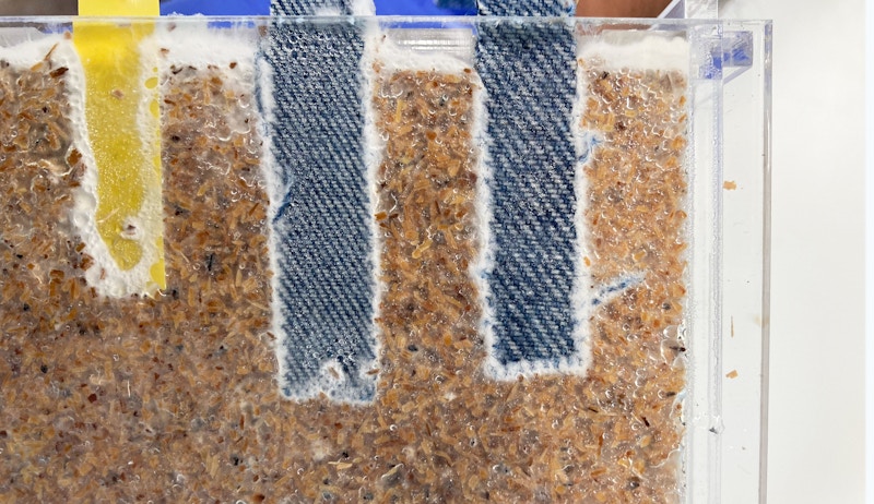 Two textile coupons and a polypropylene coupon embedded in sawdust with mycelium starting to grow at the perimeter.