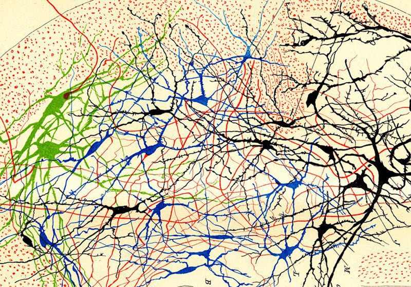 Illustration of nerve cells by Santiago Ramón y Cajal
