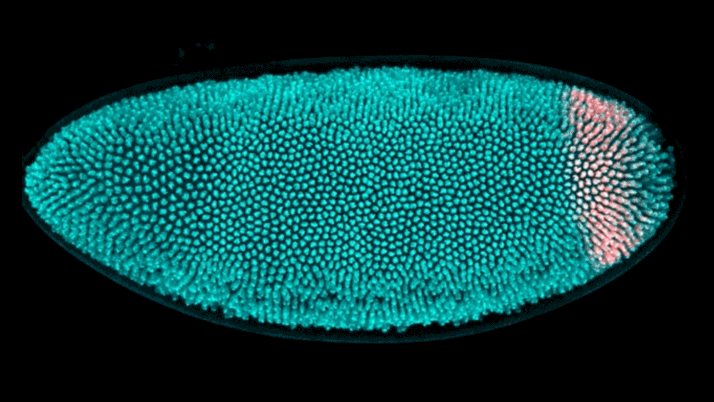 An animated GIF that shows the morphogenesis of the hindgut primordium of a fruit fly.