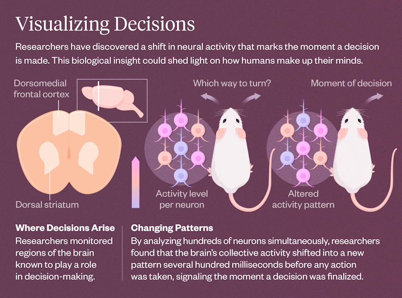 Graphic illustrating decision-making in rats.