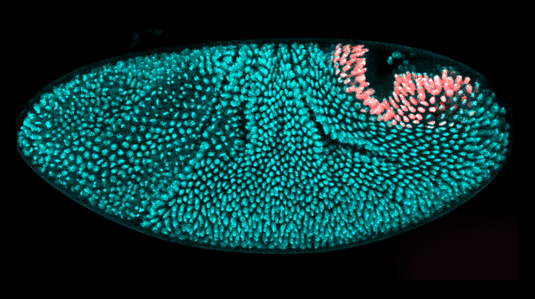 An animated GIF that shows the morphogenesis of the hindgut primordium of a fruit fly.