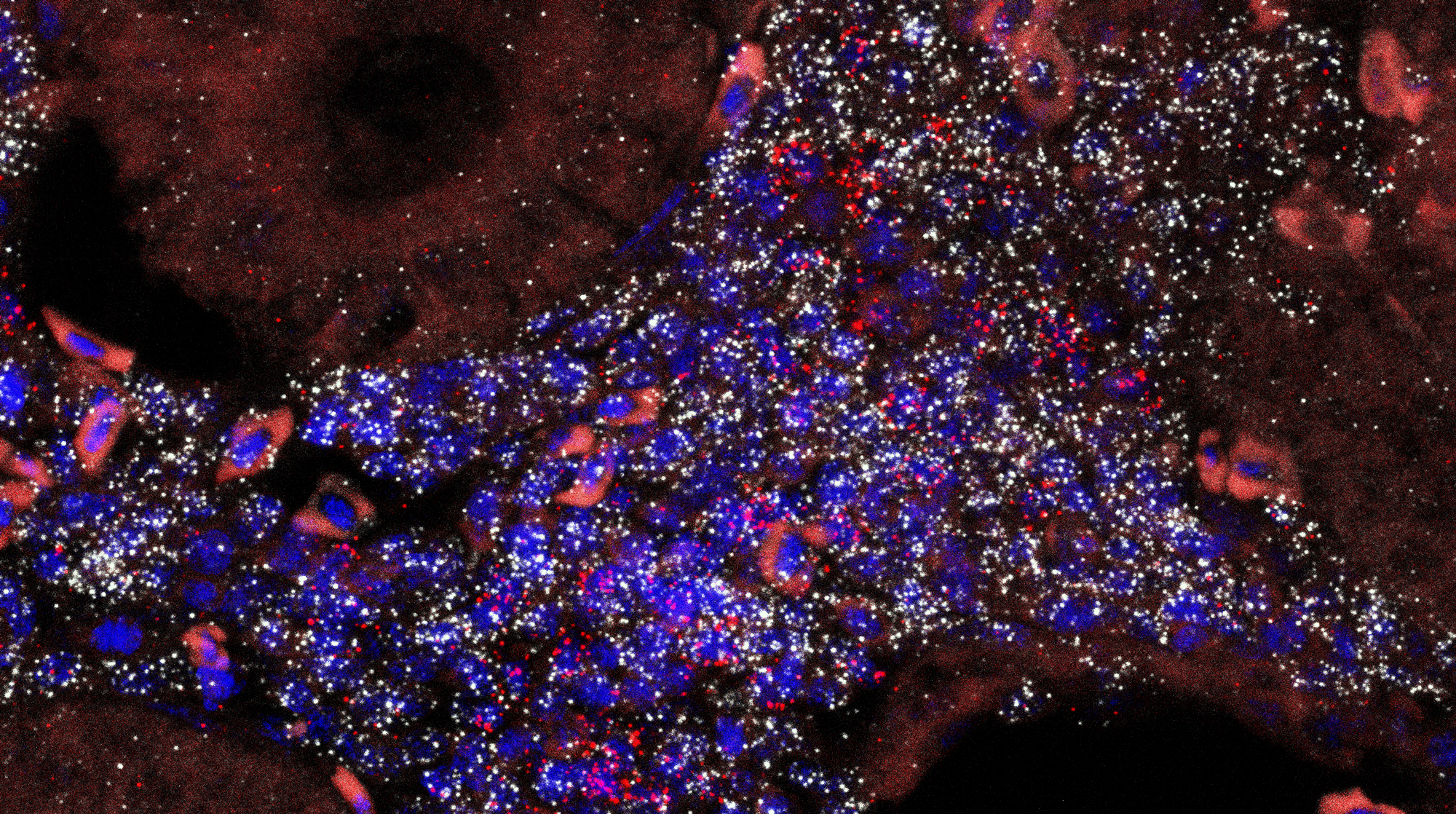 An epifluorescence image of a young male killifish kidney tissue showing the organization of the renal tubules.
