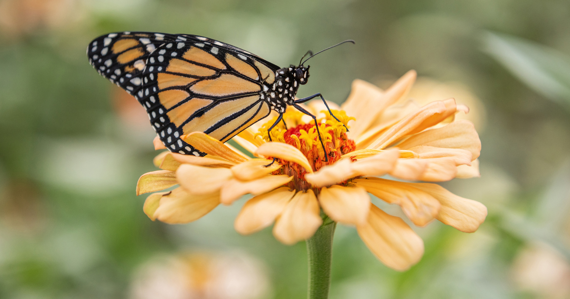 A photo of a monarch butterfly.