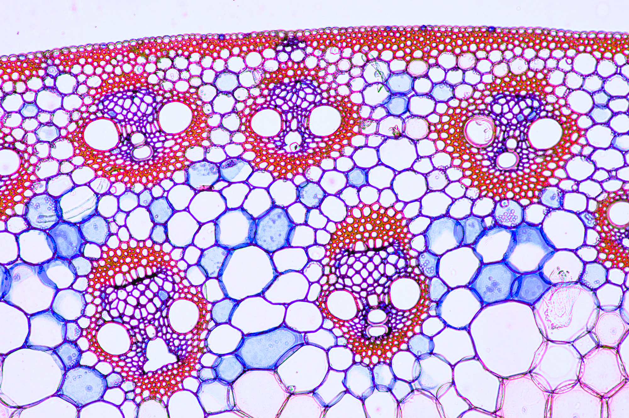 Micrograph image of vascular bundles in a sprout of corn.