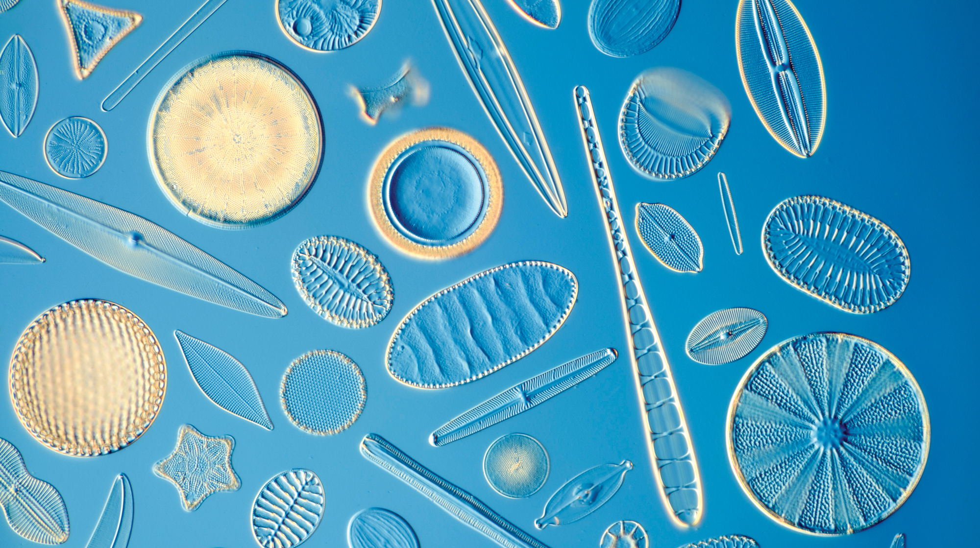 A microscopic view of many diatoms