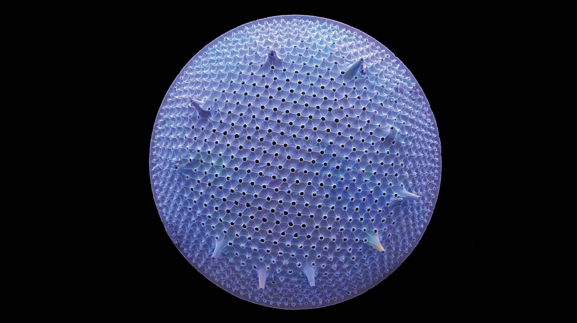 Detailed Diatom
