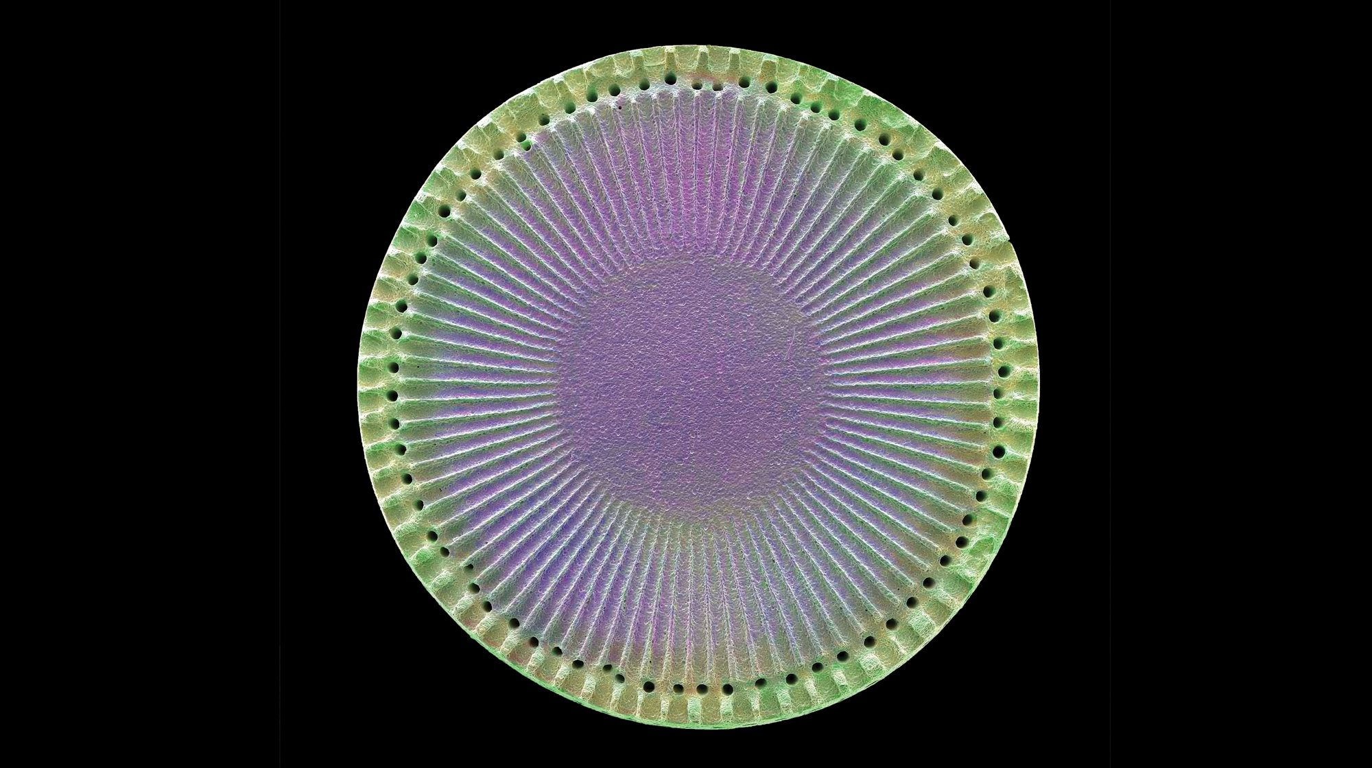 Detailed Diatom