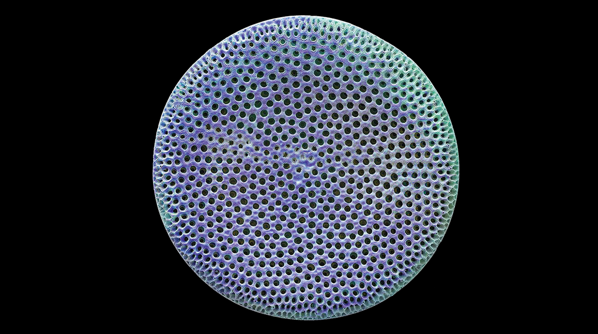 Detailed Diatom