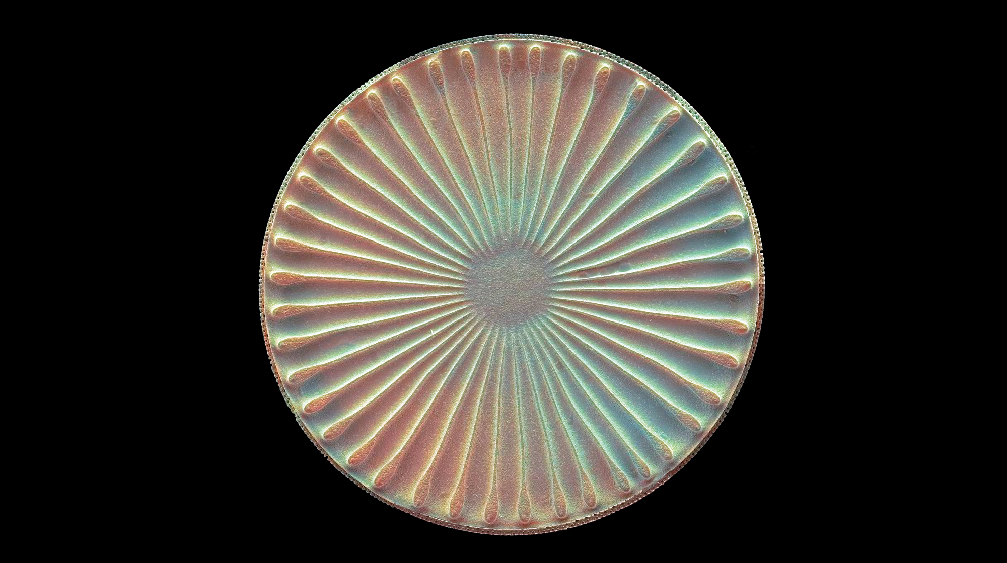 Detailed Diatom
