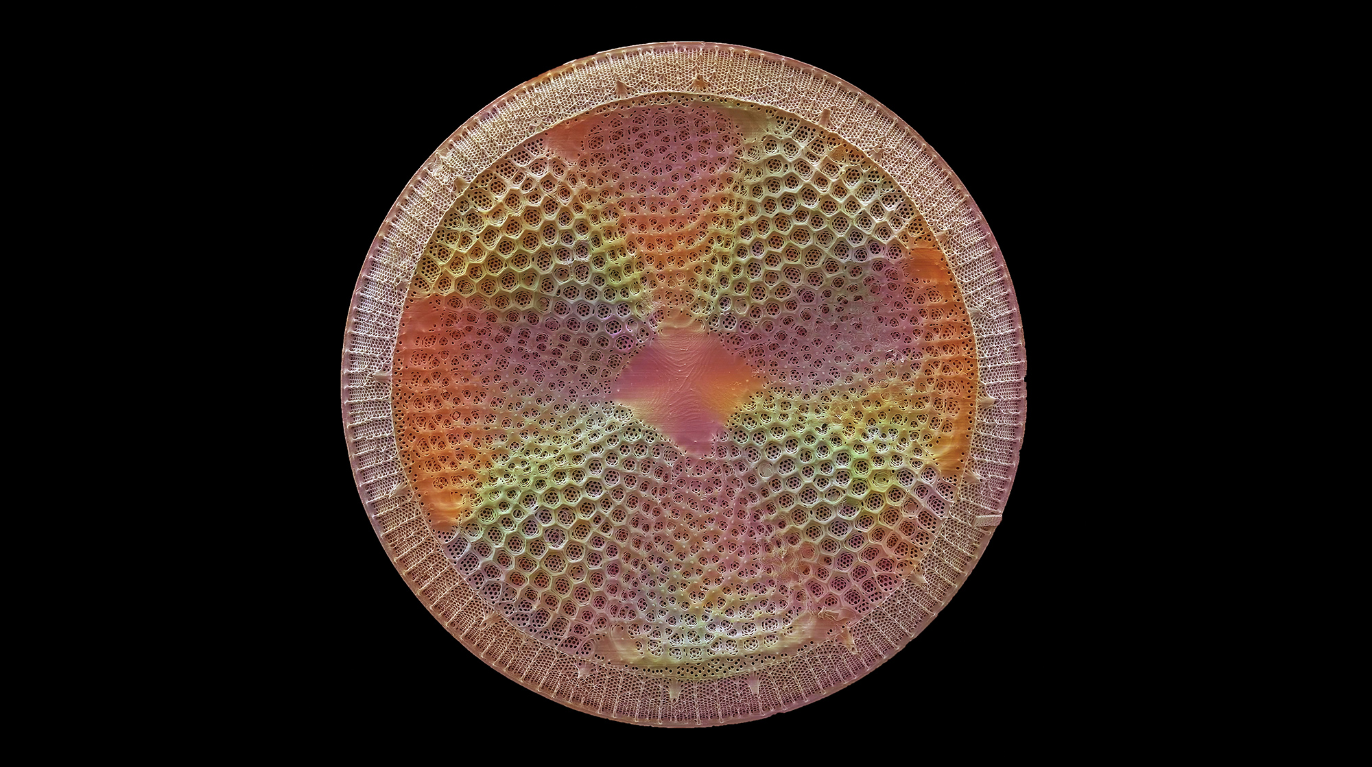 Detailed Diatom