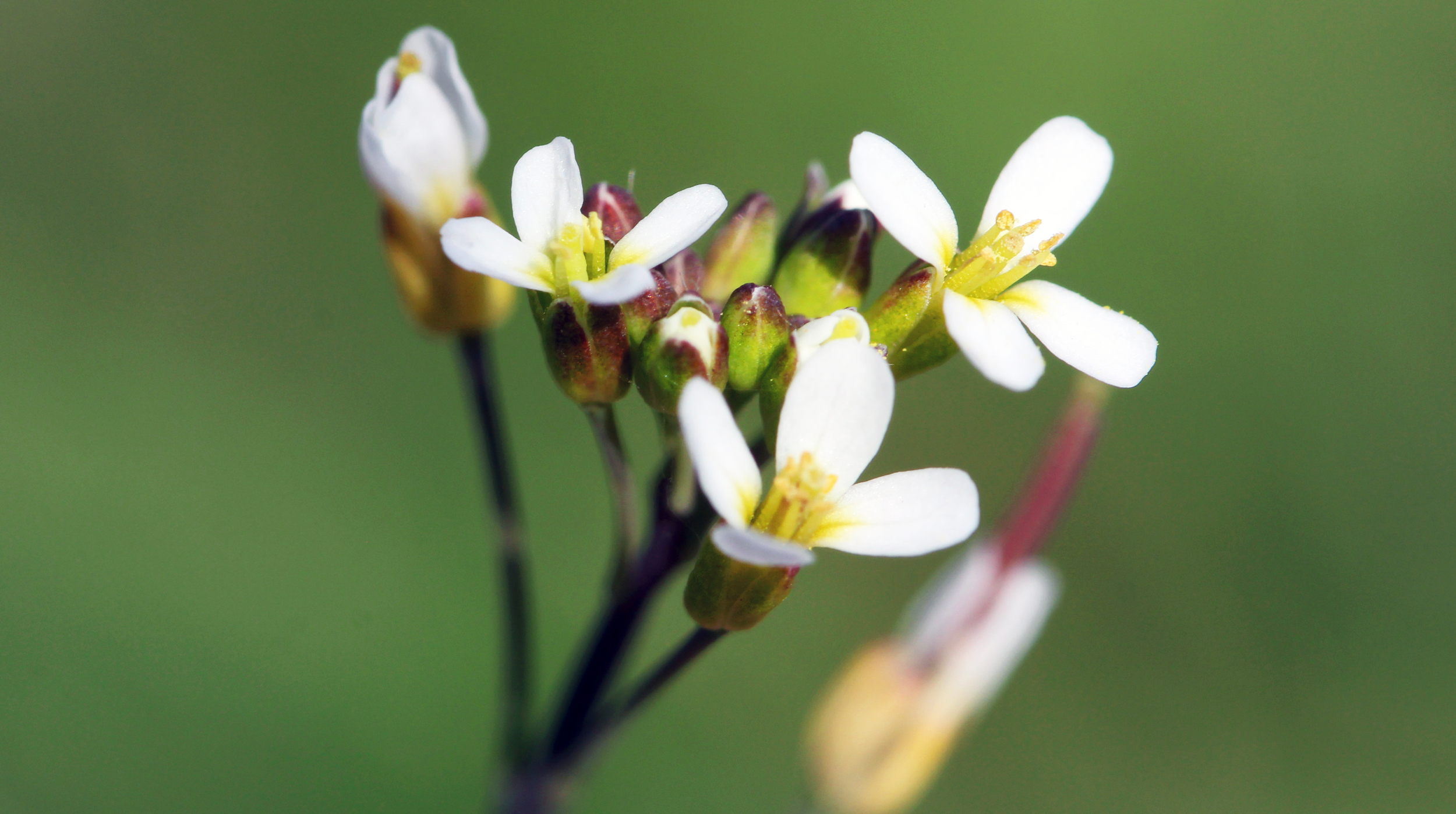 A photo of Thale cress (Arabidopsis thaliana) blossoms and buds.