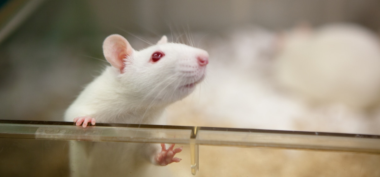 Medical Research: albino rat for animal experiments