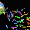 Normal human chromosomes visualized by spectral karyotyping (SKY). Spectral karyotyping is a molecular cytogenetic technique used to simultaneously visualize all the pairs of chromosomes in an organism in different colors. Fluorescently labeled probes for each chromosome are made by labeling chromosome-specific DNA with different fluorophores. Because there are a limited number of spectrally distinct fluorophores, a combinatorial labeling method is used to generate many different colors. Spectral differences generated by combinatorial labeling are captured and analyzed by using an interferometer attached to a fluorescence microscope. Image processing software then assigns a pseudo color to each spectrally different combination, allowing the visualization of the individually colored chromosomes. This technique is used to identify structural chromosome aberrations in cancer cells and other disease conditions when Giemsa banding or other techniques are not accurate enough.