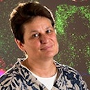 Headshot of SFARI Investigator Catherine Dulac.