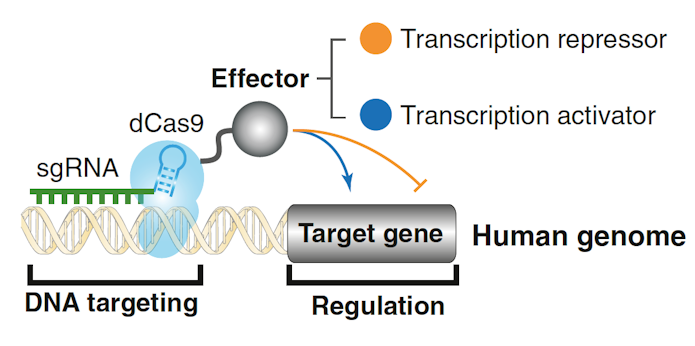Image od gene dCas9 edited by RNA