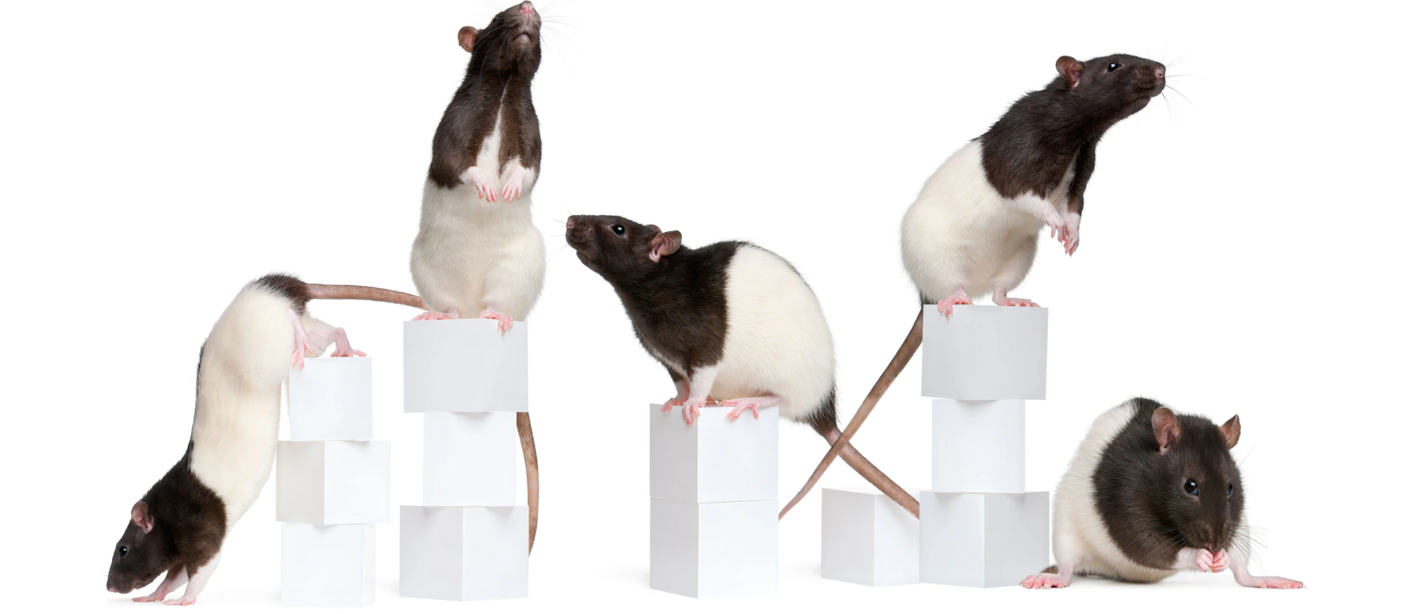 SFARI | New rat models available to study autism spectrum disorder
