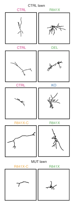 Complex dendrites