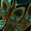 Image of Ovarioles produce eggs within the ovary in Drosophila