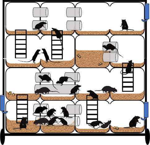 Image of rats in maze
