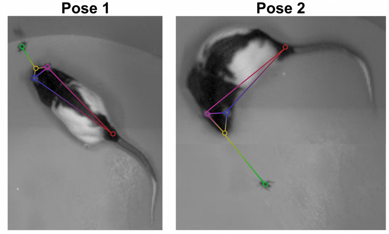 Image of rats in poses