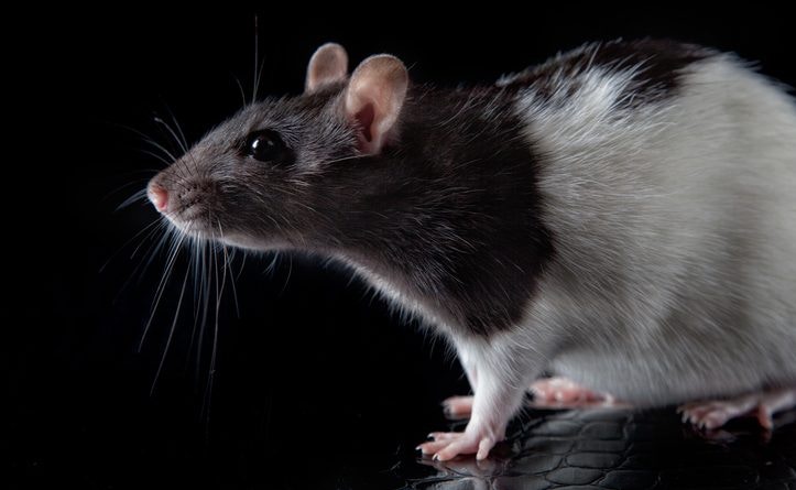 Rat models on the rise in autism research