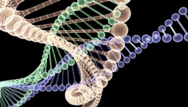 Human DNA Researches