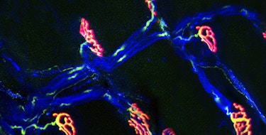 Neuromuscular junction. Fluorescent confocal light micrograph of the junction between a nerve cell and a muscle (not seen). The axon of the nerve cell (neuron) has been tagged with a blue dye. The axon ends at end plates, which form junctions called synapses with the muscle cells. The end plates have been dyed red here by tagging them with the snake venom alpha-bungarotoxin, which binds to them. When a nerve signal reaches the synapse, it causes the synaptic vesicles to rupture, releasing the neurotransmitter acetylcholine. The protein synaptophysin, found in the vesicles, is dyed green. Acetylcholine binds to receptors on the muscle cells, causing them to contract. Magnification: x120 when printed 10cm wide.