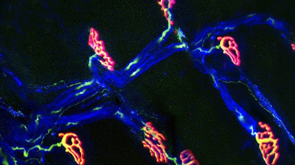 Neuromuscular junction. Fluorescent confocal light micrograph of the junction between a nerve cell and a muscle (not seen). The axon of the nerve cell (neuron) has been tagged with a blue dye. The axon ends at end plates, which form junctions called synapses with the muscle cells. The end plates have been dyed red here by tagging them with the snake venom alpha-bungarotoxin, which binds to them. When a nerve signal reaches the synapse, it causes the synaptic vesicles to rupture, releasing the neurotransmitter acetylcholine. The protein synaptophysin, found in the vesicles, is dyed green. Acetylcholine binds to receptors on the muscle cells, causing them to contract. Magnification: x120 when printed 10cm wide.