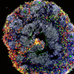 Image of organoid