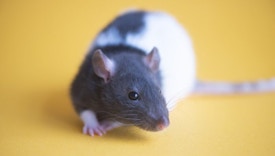 Rat on yellow background