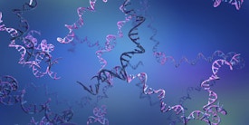 Ribonucleic acid (RNA) strands, illustration.