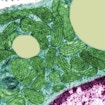 Coloured transmission electron micrograph (TEM) of mitochondria (green) from a brown adipocyte (fat) cell. The longitudinal cristae (dark green) are easily visible in the mitochondria. The cell's cytoplasm is blue, the nucleus pink and lipid droplets are yellow.
