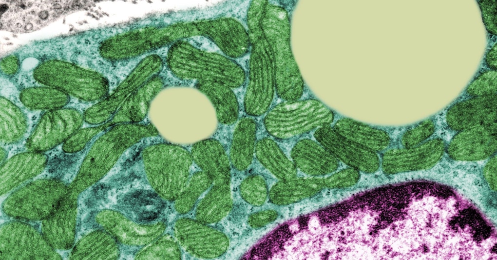 Coloured transmission electron micrograph (TEM) of mitochondria (green) from a brown adipocyte (fat) cell. The longitudinal cristae (dark green) are easily visible in the mitochondria. The cell's cytoplasm is blue, the nucleus pink and lipid droplets are yellow.