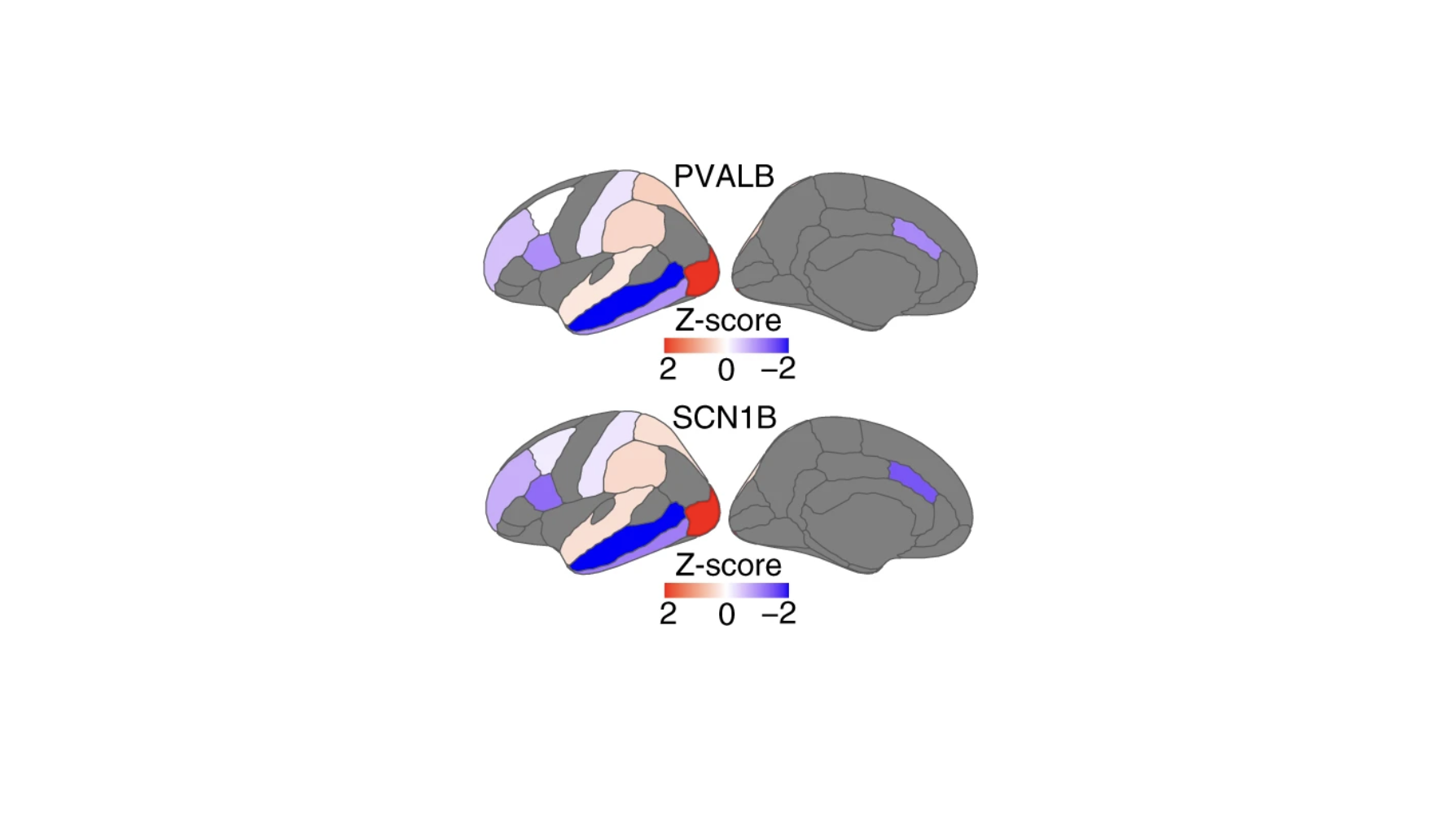 SFARI | Gene expression patterns that underlie functional brain