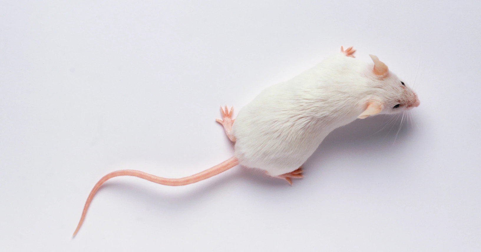 SFARI | Announcing the Recipients of the Autism Rat Models Consortium 2 ...