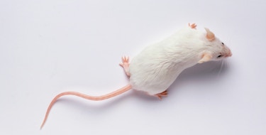 Stock image of a white rat.