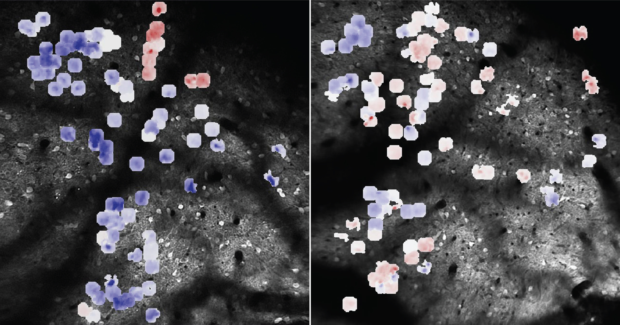 Image of the mouse superior colliculus neurons, overlaid with a color map showing the degree of plastic changes in their visual response dynamics during visual implicit learning task.