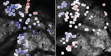 Image of the mouse superior colliculus neurons, overlaid with a color map showing the degree of plastic changes in their visual response dynamics during visual implicit learning task.